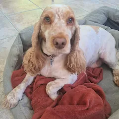 Mousse le Cocker, mascotte de l'équipe KAiSA